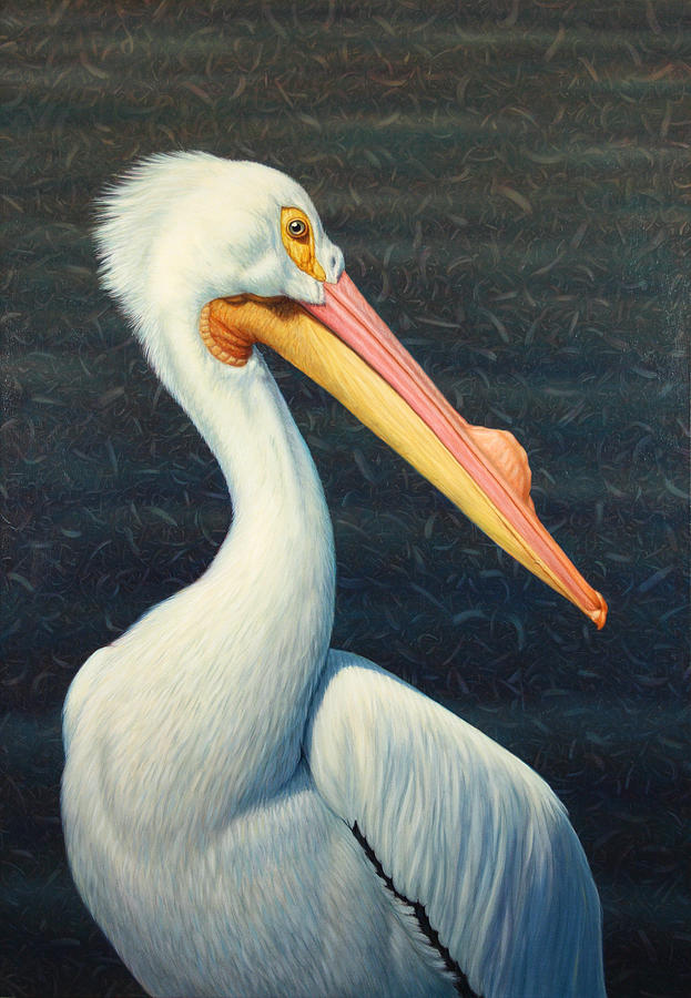 A Great White American Pelican Painting by James W Johnson