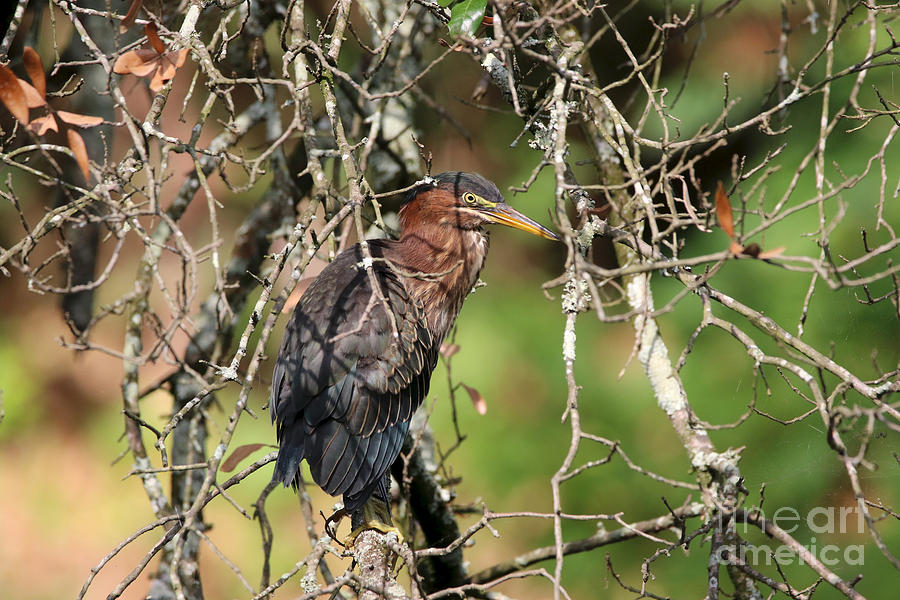 A Green Heron In A Tree Photograph