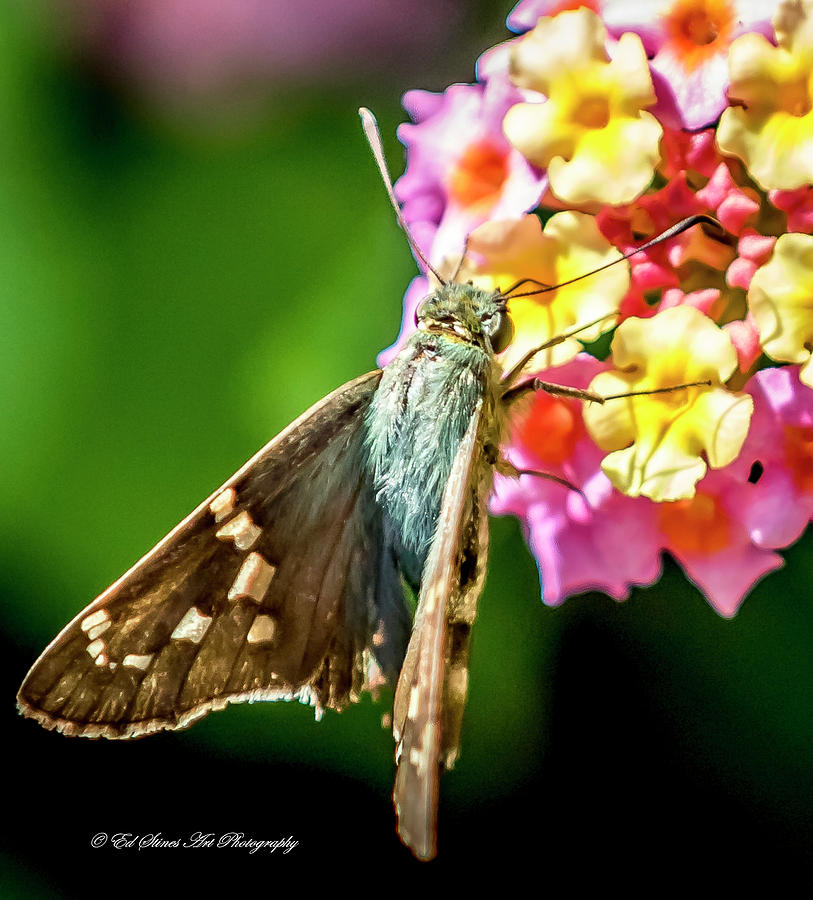 A Green Moth with brown wings Digital Art by Ed Stines