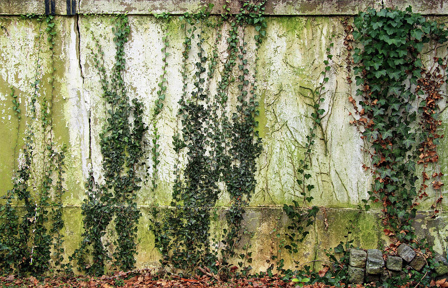A Green Wall Photograph by Cora Wandel