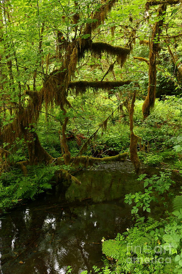 A Green Wonderworld - Rainforest   Photograph by Christiane Schulze Art And Photography