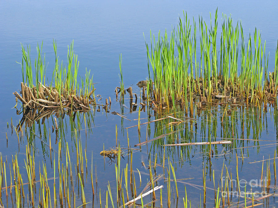 A Greening Marshland Photograph by Ann Horn