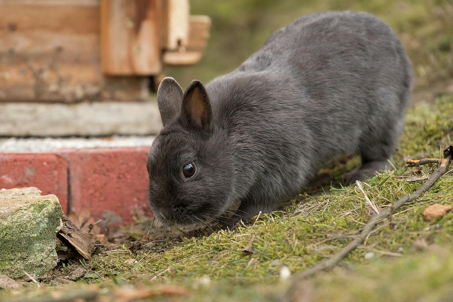 grey dwarf rabbit