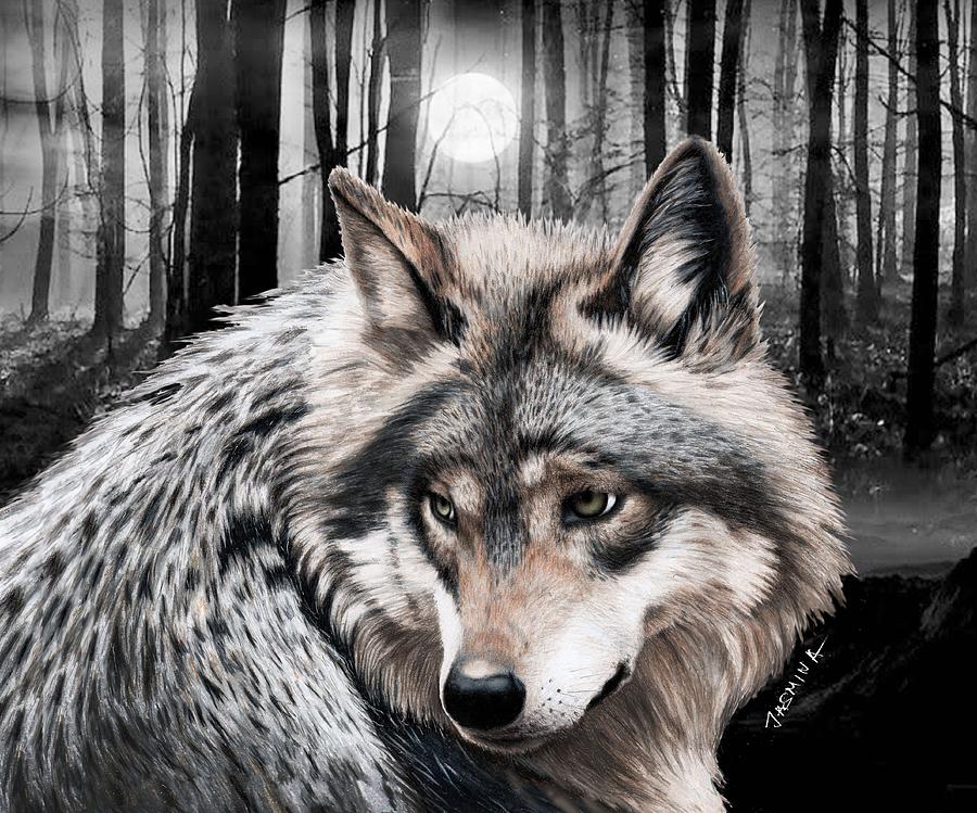 A Grey Wolf Drawing by Jasmina Susak