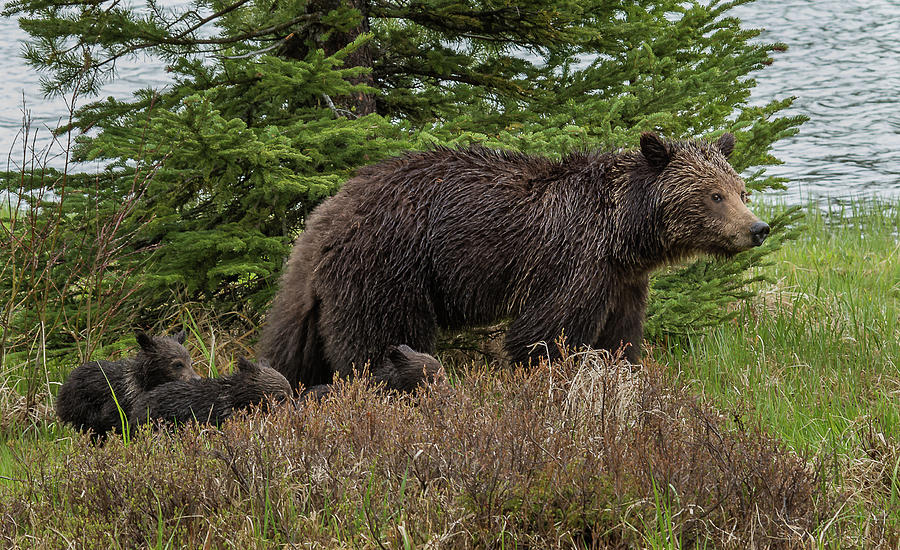 A Grizzly Bear Family Photograph by Yeates Photography
