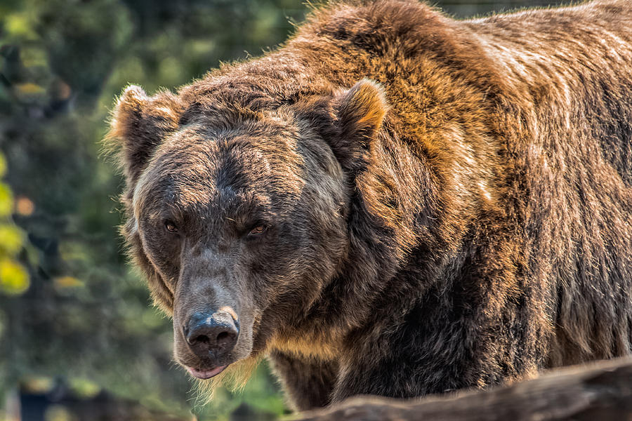 A Grizzly Boar In Summer Photograph by Yeates Photography