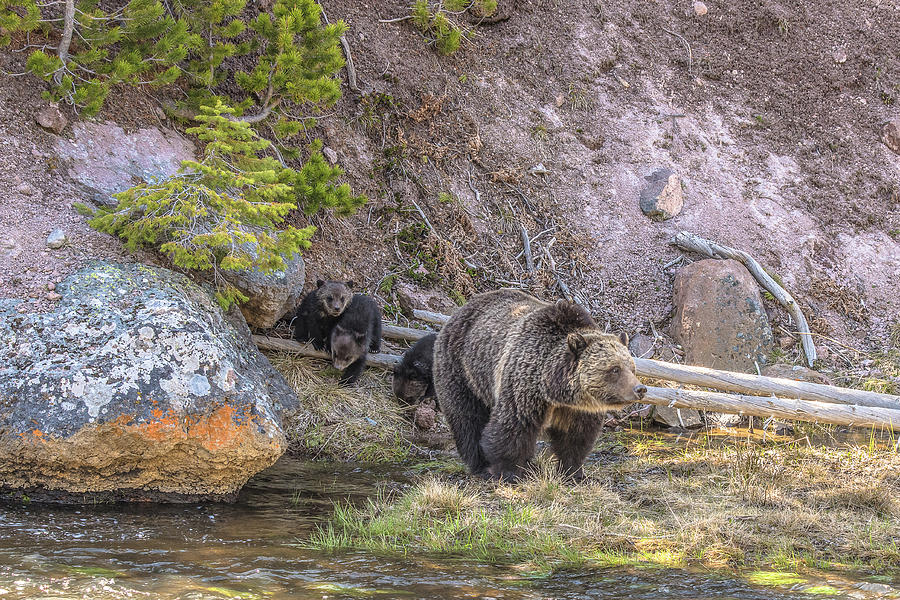 A Grizzly Family In Spring Photograph by Yeates Photography