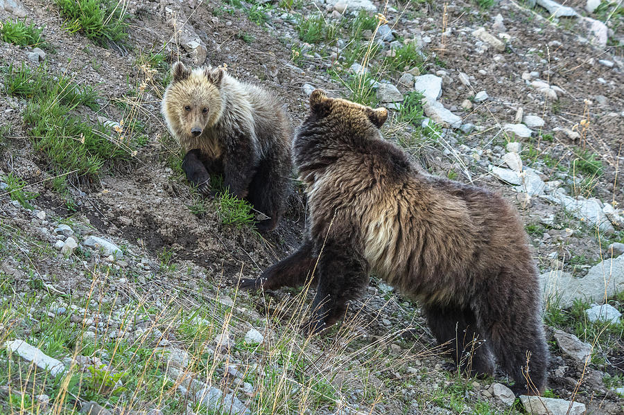 A Grizzly Moment Photograph by Yeates Photography