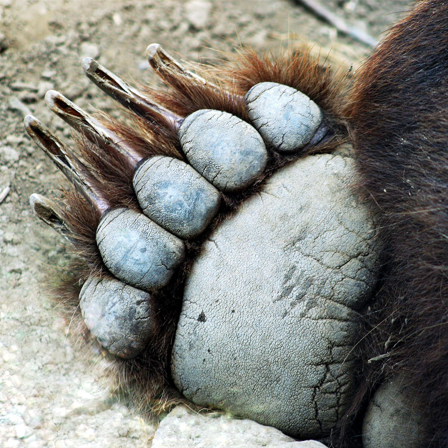 Albums 104+ Pictures How Big Is A Grizzly Bear Paw Stunning