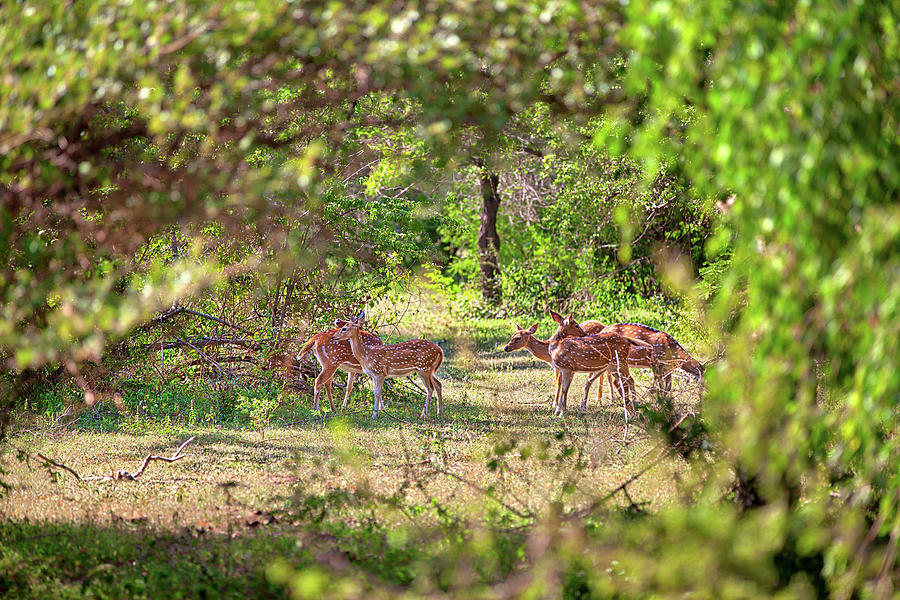 a group of axis deer are standing on a glade in the Yala Nationalpark Photograph by Gina Koch