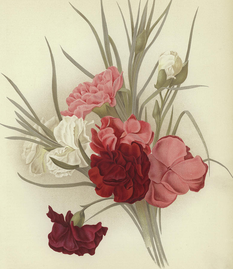 Clove Carnation. Fine art print.