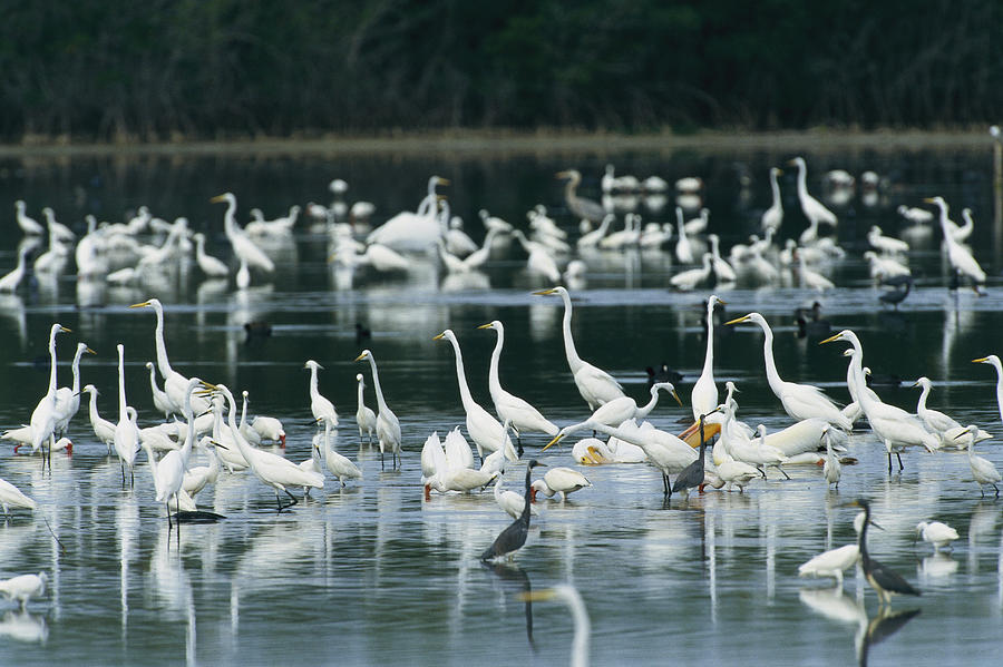 a-group-of-egrets-herons-ibises-photograph-by-klaus-nigge