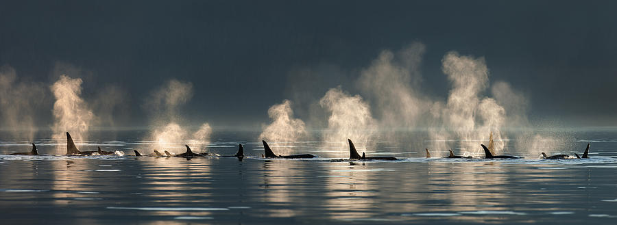 Wildlife Photograph - A Group Of Orca  Killer  Whales Come by John Hyde