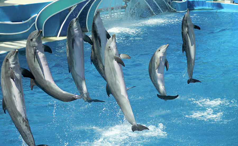 A Group of Seven Dolphins Perform in an Oceanarium by Derrick Neill