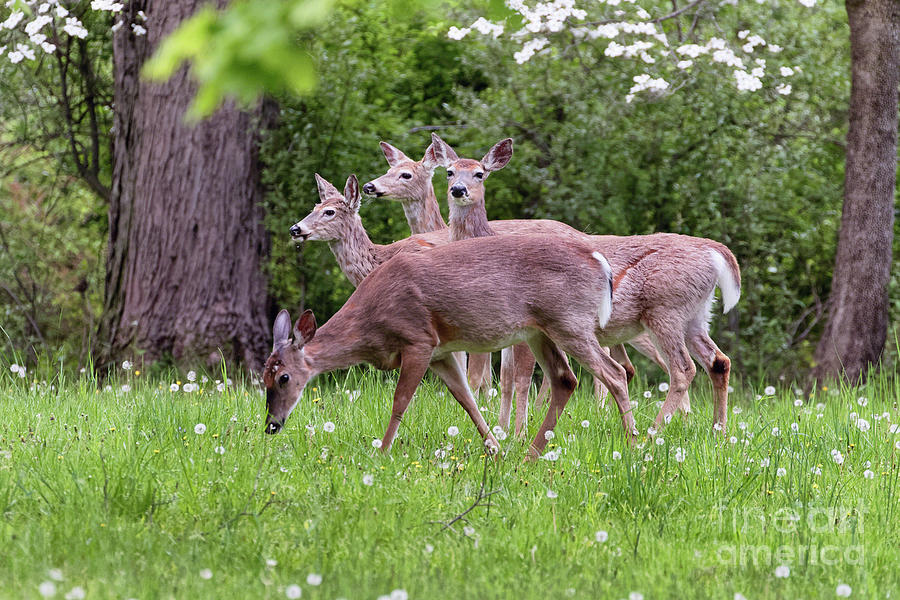 A Group Of White Tailed Deer Grazing Photograph