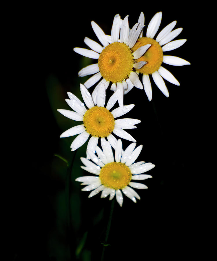Flower Photograph - A Group Of Wild Daisies by Flees Photos