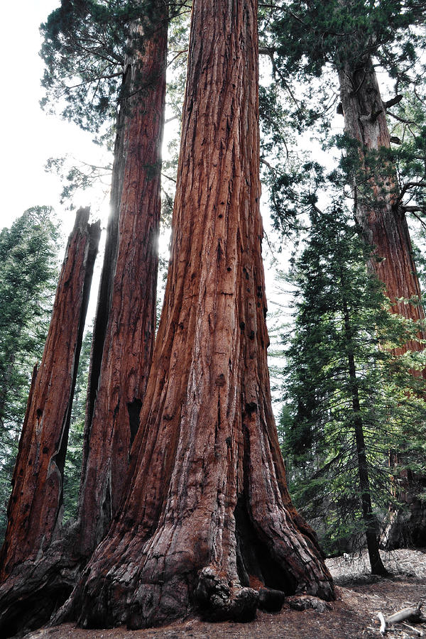 A Grove in Sequoia National Park Photograph by Kyle Hanson