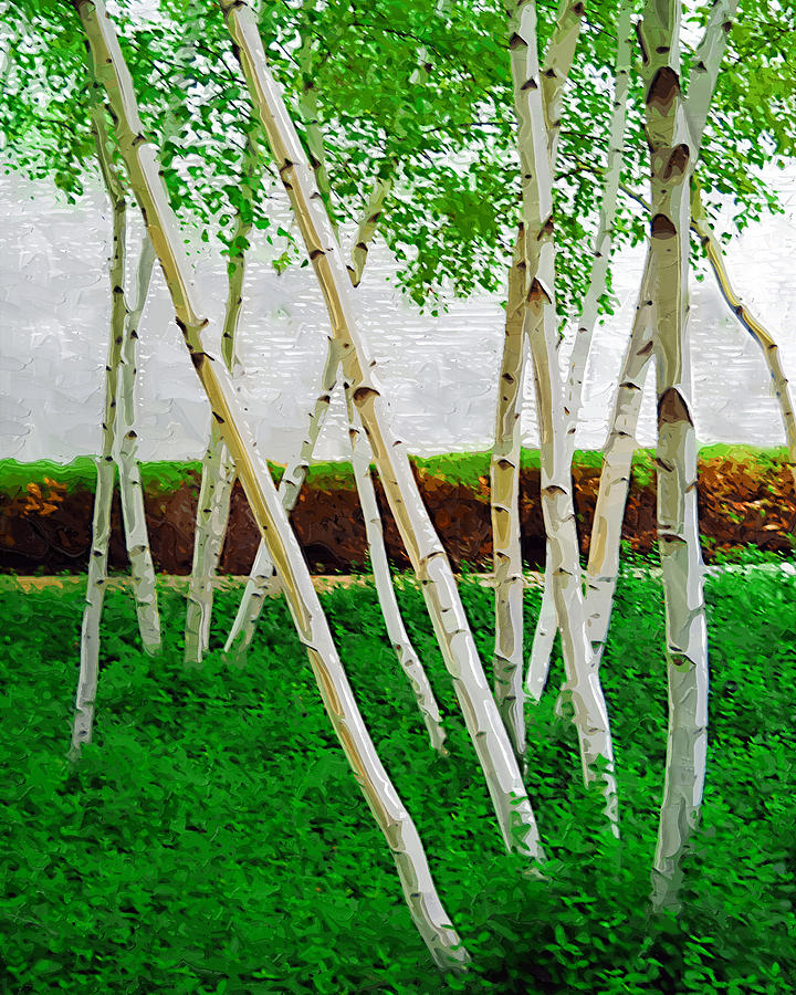 A Grove of Birches 1 Photograph by Tom Reynen