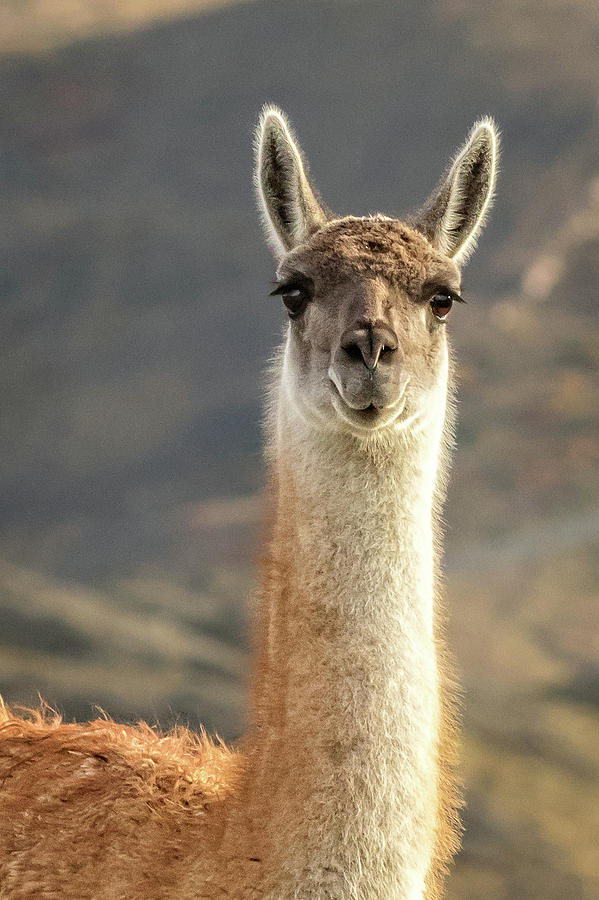 A Guanaco in Patagonia Photograph by Steven Upton