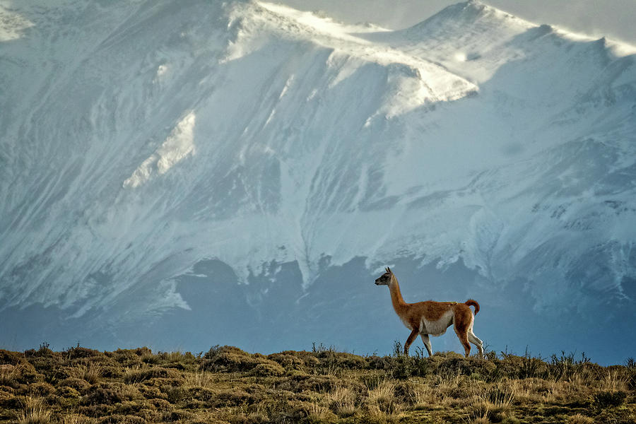 A Guanaco in the Andes Photograph by Steven Upton
