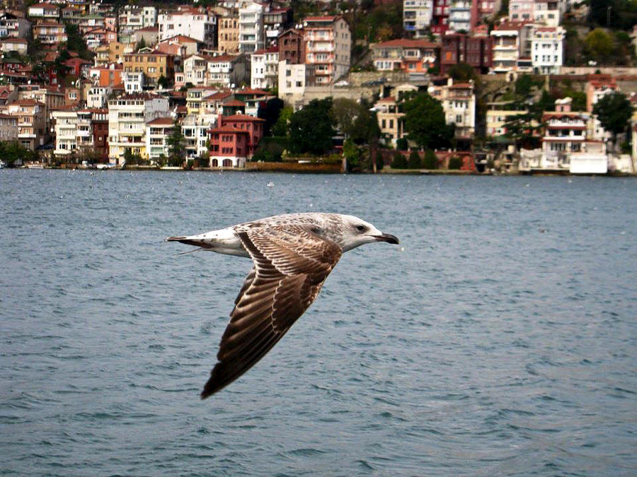 A Gull in Turkey Photograph by Rachel Morrison