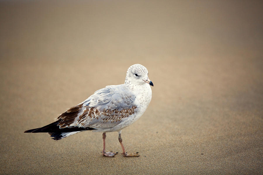 A Gull Photograph by Lara Morrison