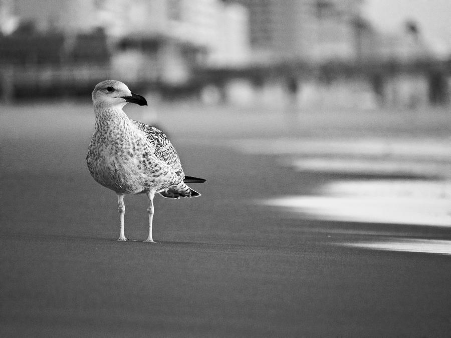 A Gull Looks Out to Sea Photograph by Rachel Morrison