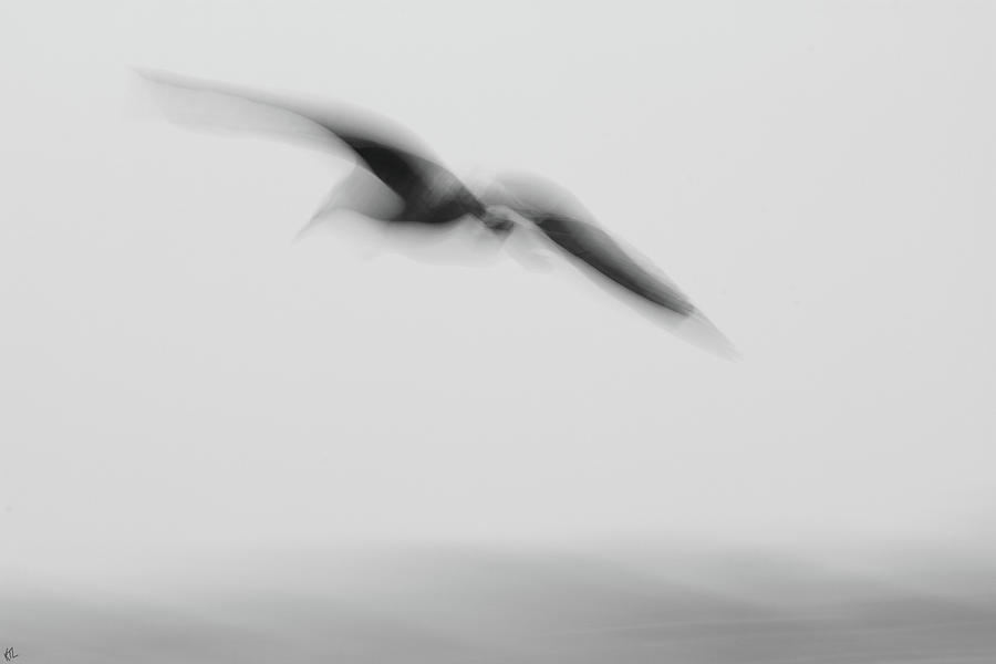 A Gulls Image Photograph by Karol Livote