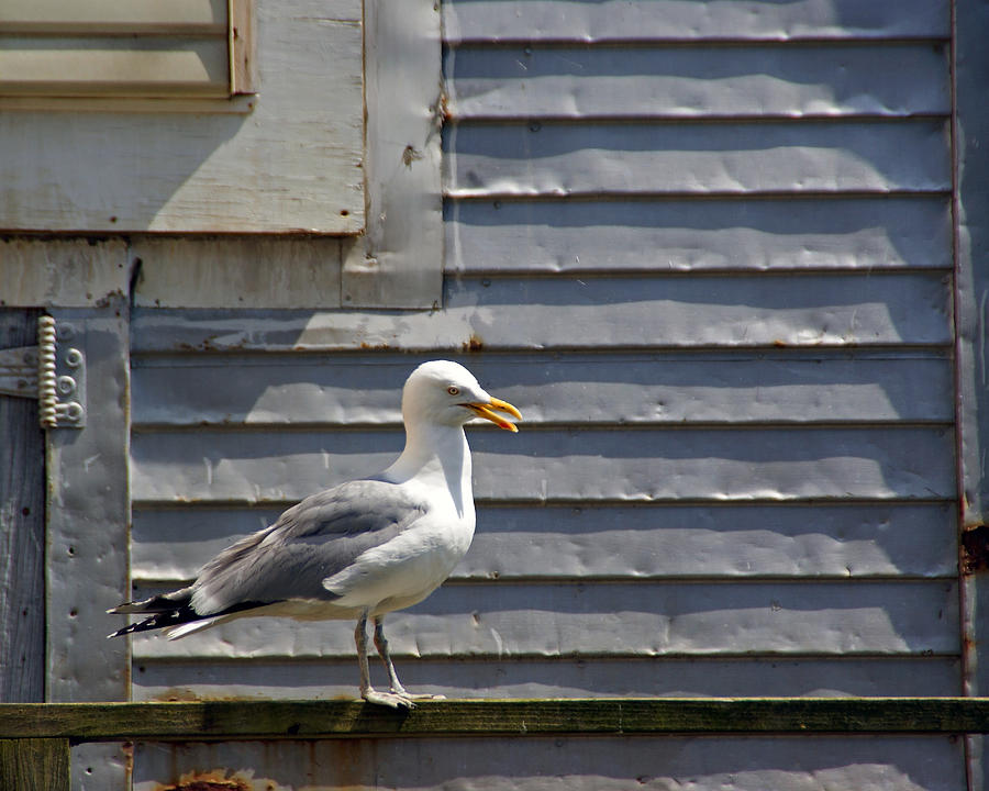 A Gulls Position Photograph by Lynda Lehmann