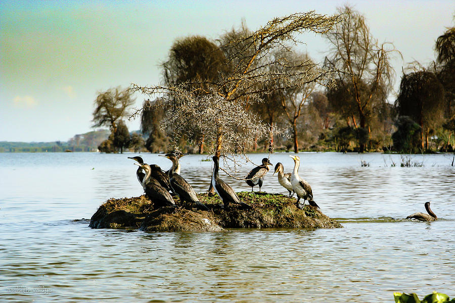 A Gulp of Cormorants Photograph by Aashish Vaidya