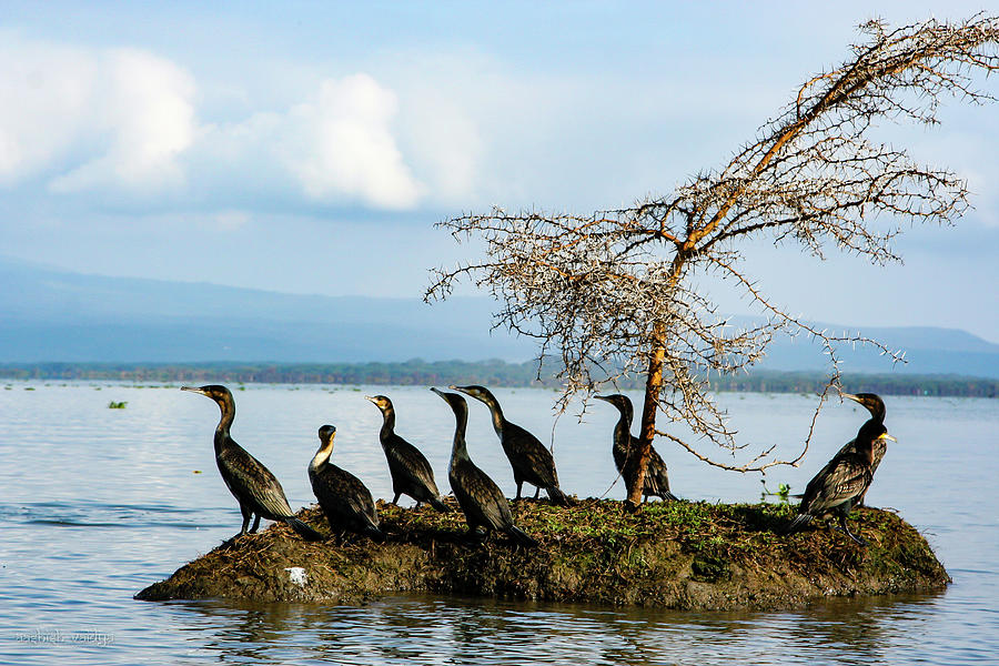 A Gulp of Cormorants, Lake Naivasha Photograph by Aashish Vaidya