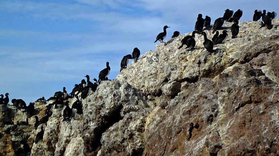 A Gulp of Cormorants Photograph by Sandy Taylor