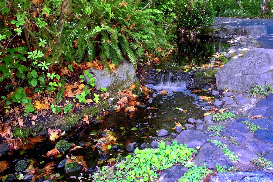 A Gurgling Stream in Oregon Photograph by Kirsten Giving