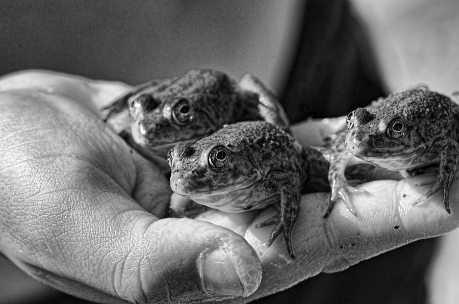 Frog Photograph - A Hand Full by Sue Capuano