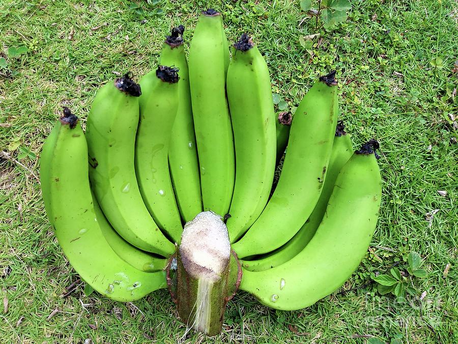 A Hand Of Green Bananas On The Lawn Photograph