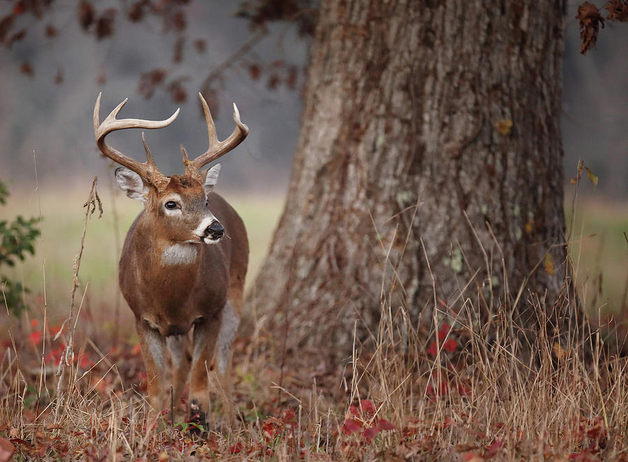 A Handsome Buck Photograph by Duane Cross
