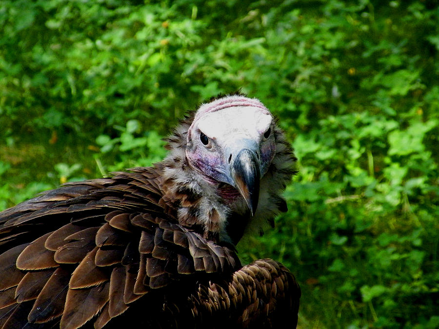 A Happy Vulture Photograph by Kimmary MacLean