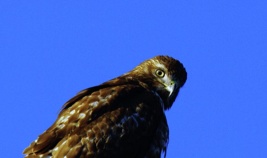 Bird Photograph - A Hawk Looking Back  by Jeff Swan