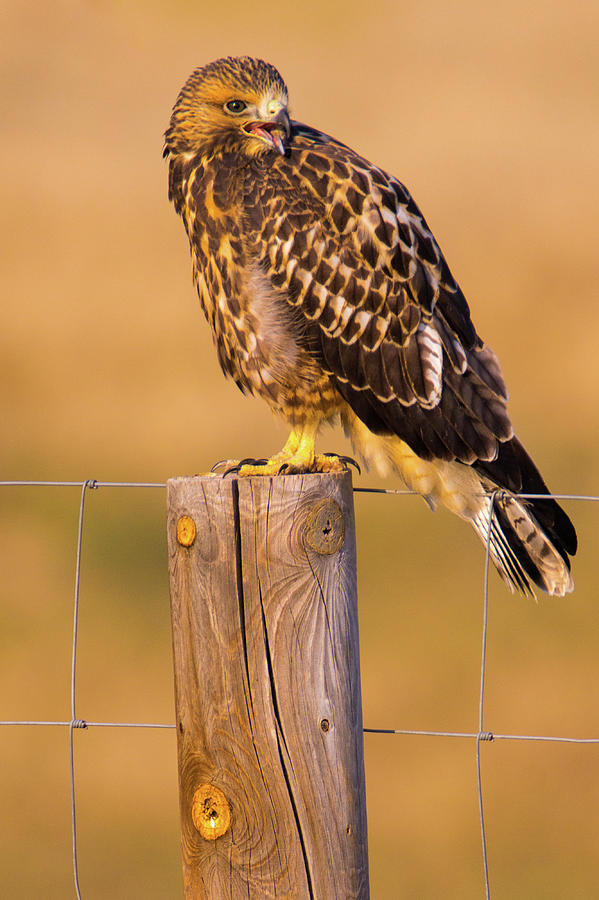 A Hawks Cry Photograph by John De Bord