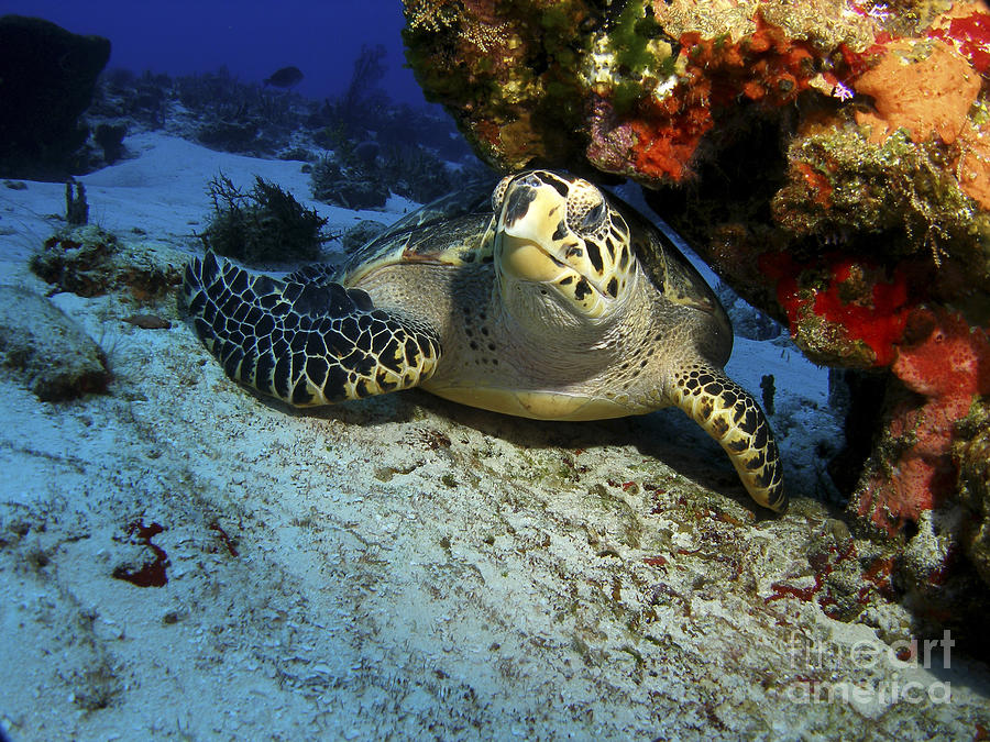 A Hawksbill Sea Turtle Resting Photograph