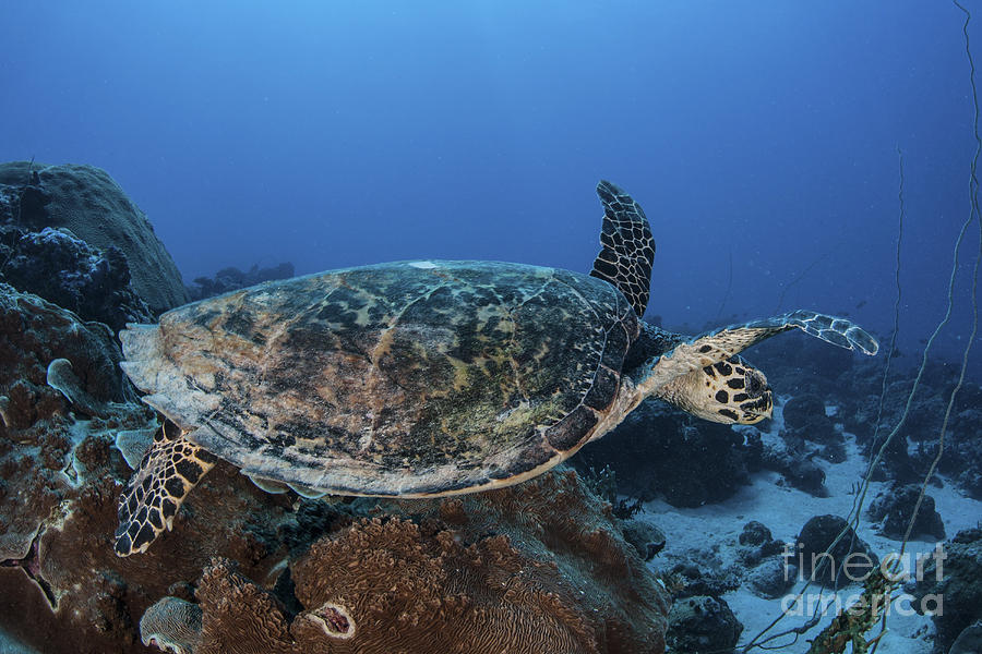 A Hawksbill Sea Turtle Swims Photograph
