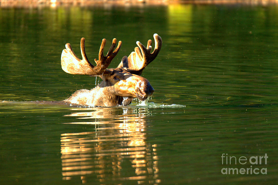 A Head Above Water Photograph by Adam Jewell