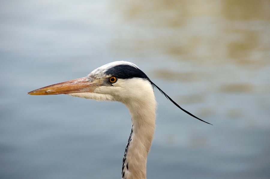 A head shot of a Grey Heron - Herons - in profile. Photograph by Yven ...