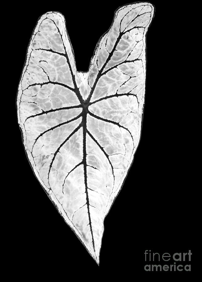 Black And White Photograph - A Heart in Nature by Sabrina L Ryan
