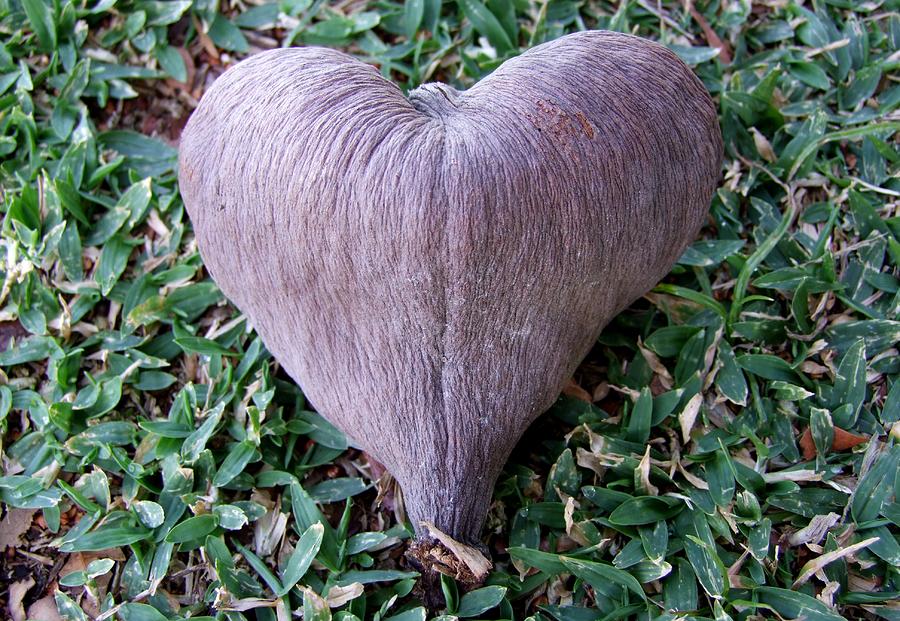 Nature Photograph - A Heart Never Dies by Mary Deal