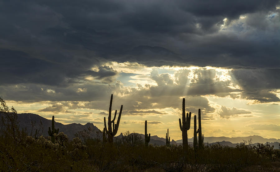 A Heavenly Desert Morning  Photograph by Saija Lehtonen