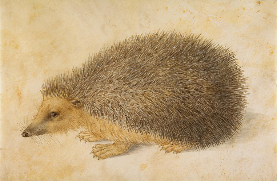 A Hedgehog Painting by Hans Hoffmann