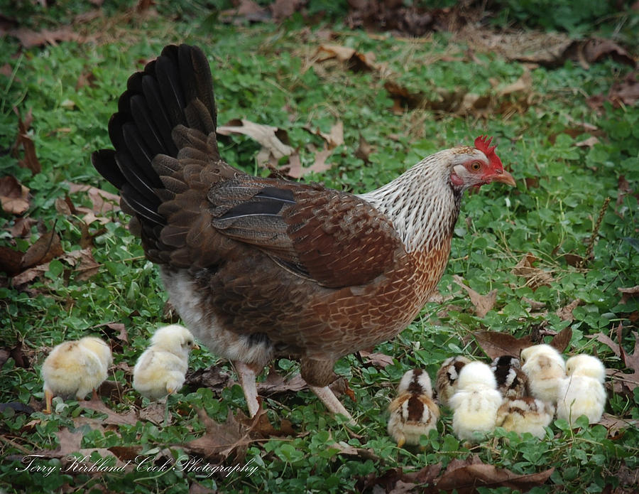 Wildlife Photograph - A Hen and her Chicks by Terry Kirkland Cook