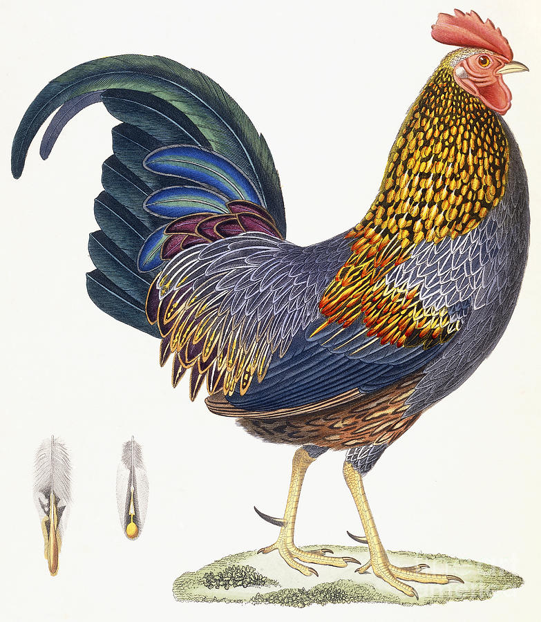 A Hen Drawing by French School