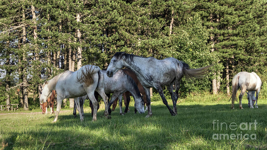 A Herd Of Grazing Horses Photograph By Bratislav Braca Stefanovic ...